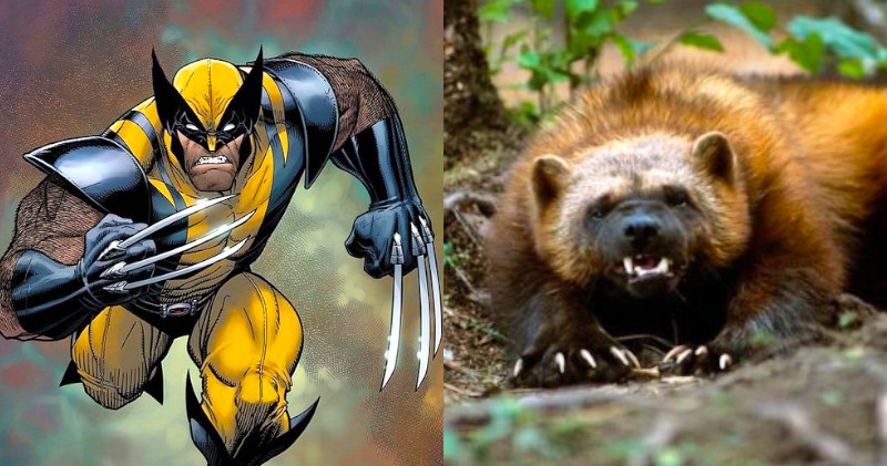 Wolverine e Carcaju